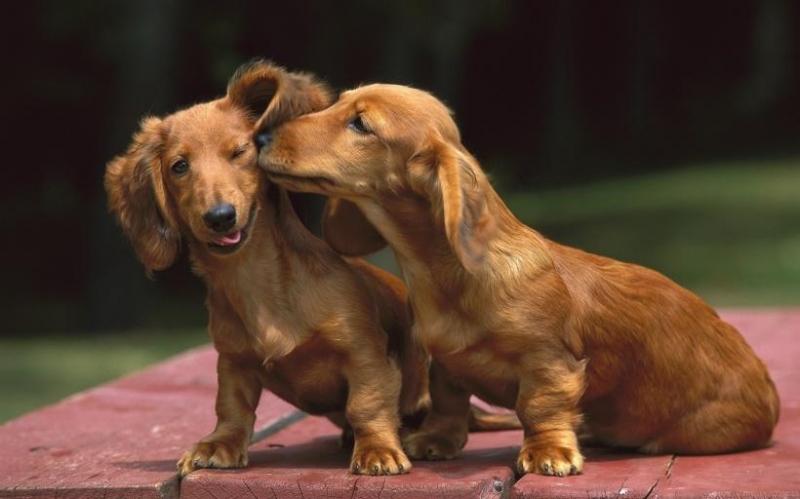 达克斯猎犬图片