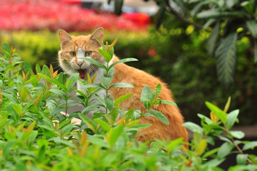 小区里的猫