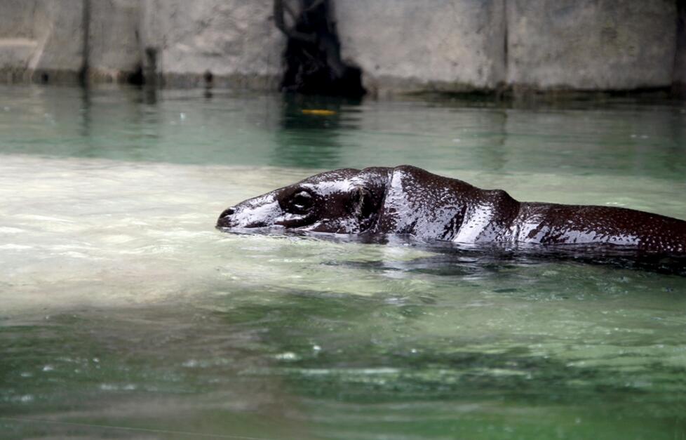 廣州野生動(dòng)物園河馬