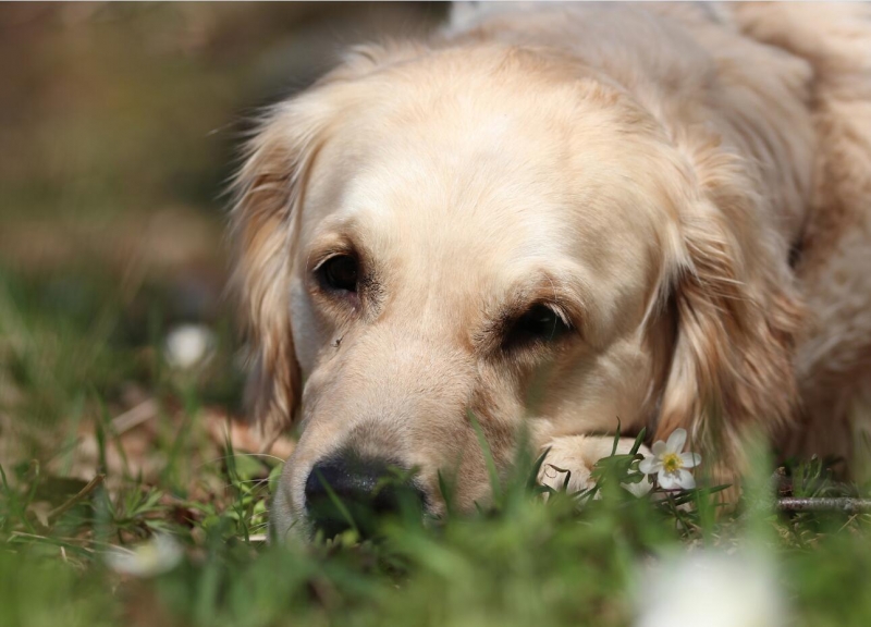 金毛犬图片