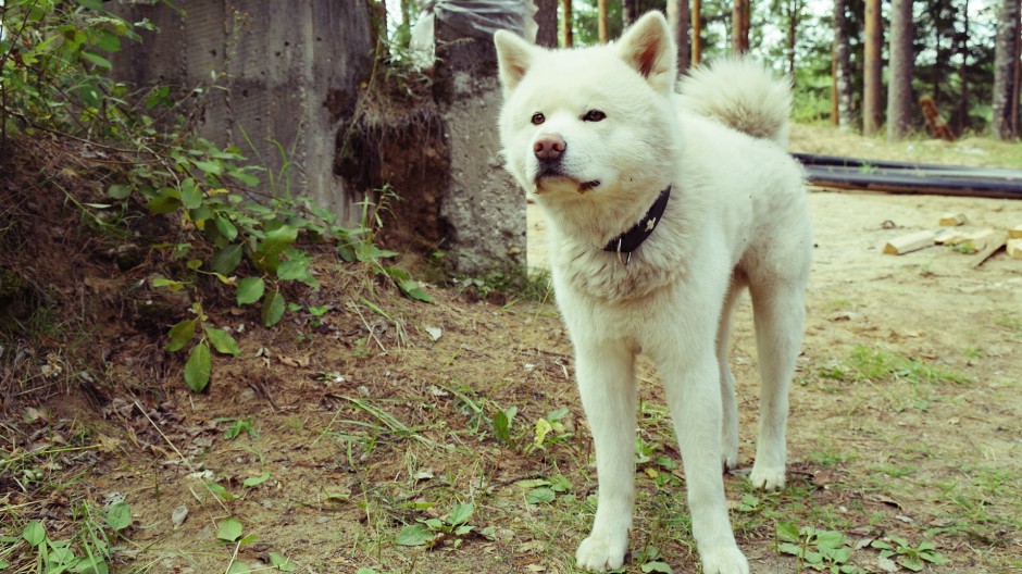 美系秋田犬呆萌表情图片