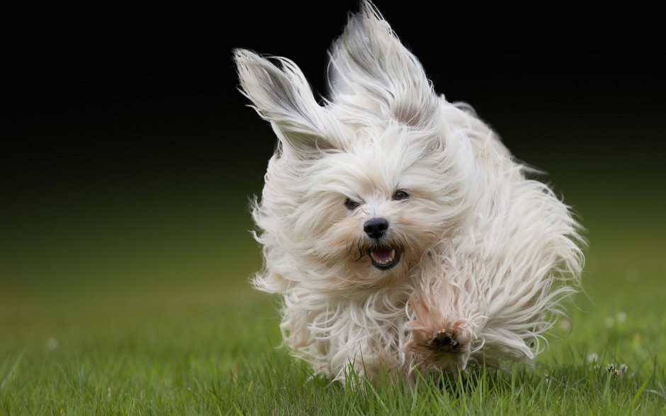 可爱宠物狗狗小哈瓦那犬写真壁纸