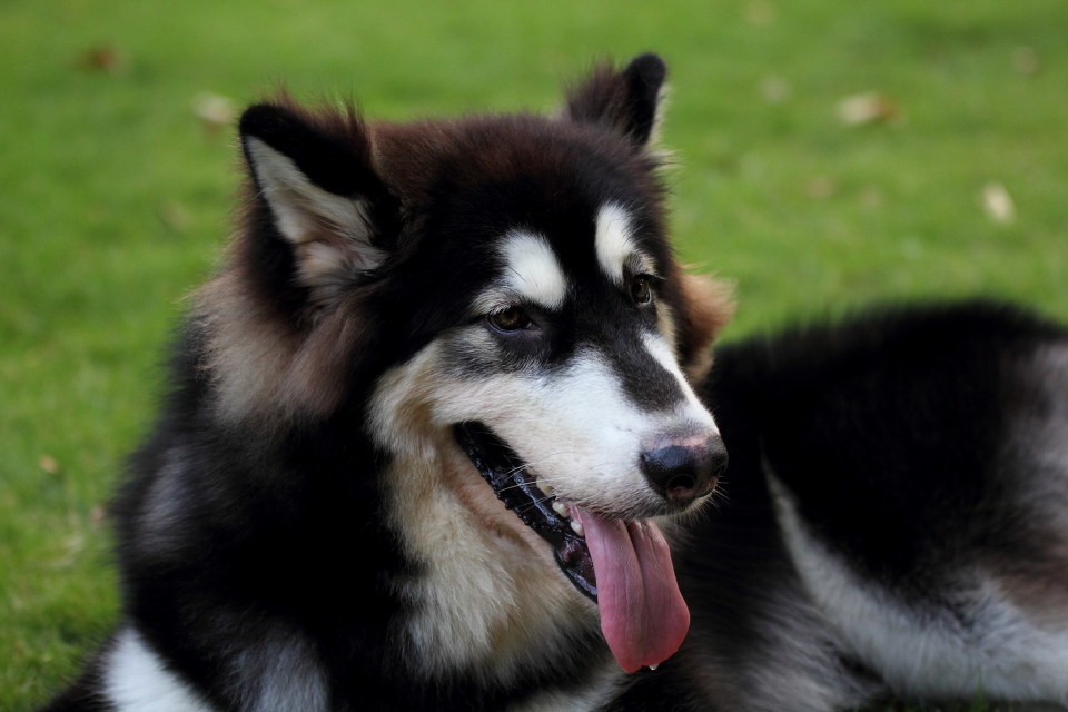 吐舌頭的阿拉斯加犬