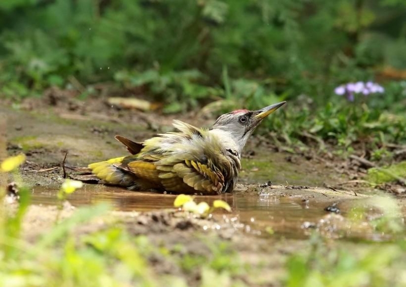 灰頭綠鳩圖片