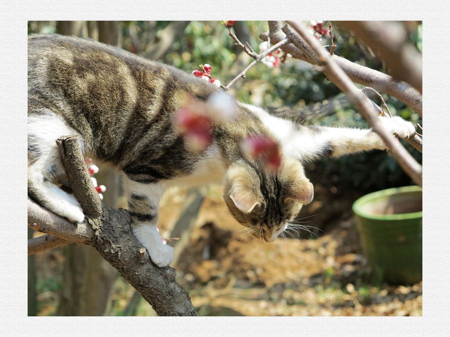 小猫赏花