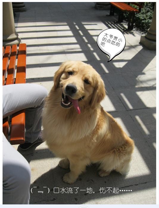 公園里的金毛犬