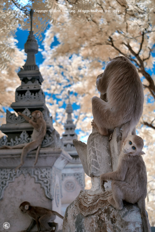 古刹野猴