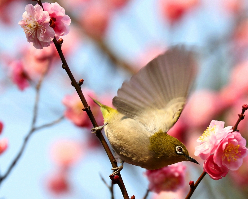 梅花樹枝上的繡眼鳥圖片