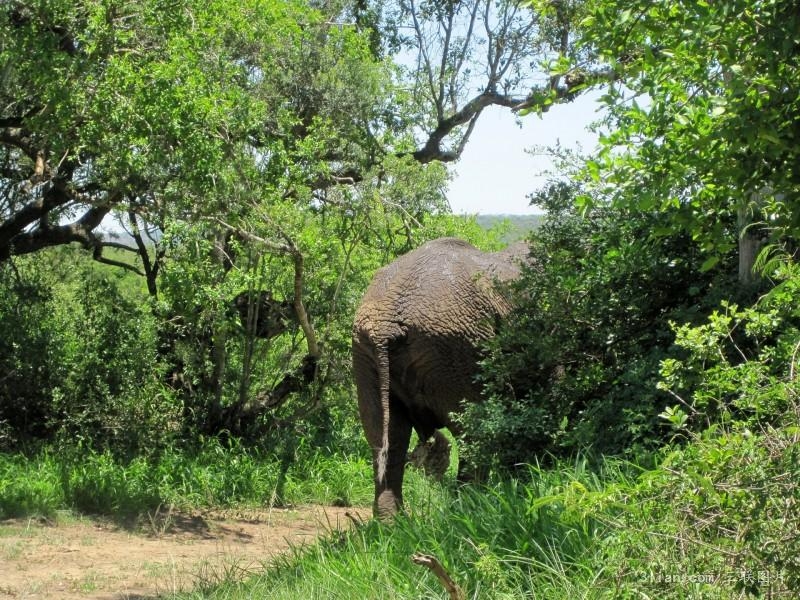 非洲大象森林動物圖片