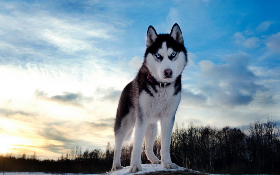 巨型阿拉斯加犬户外精美写真