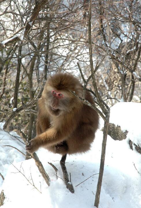 安徽黄山猴子