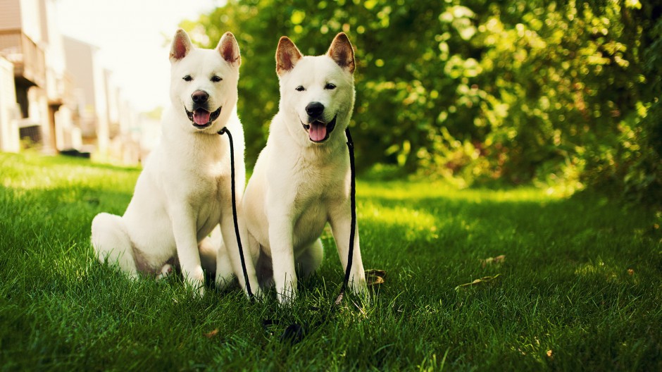 美系秋田犬呆萌表情图片