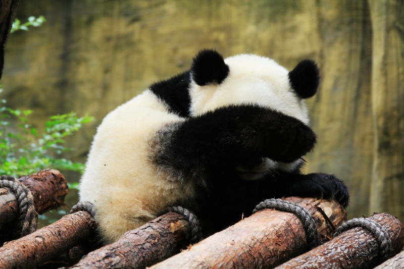 淘气的熊猫图片