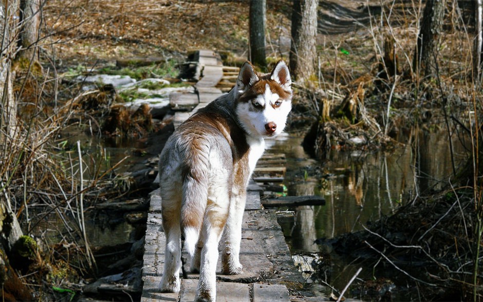 巨型阿拉斯加犬户外精美写真