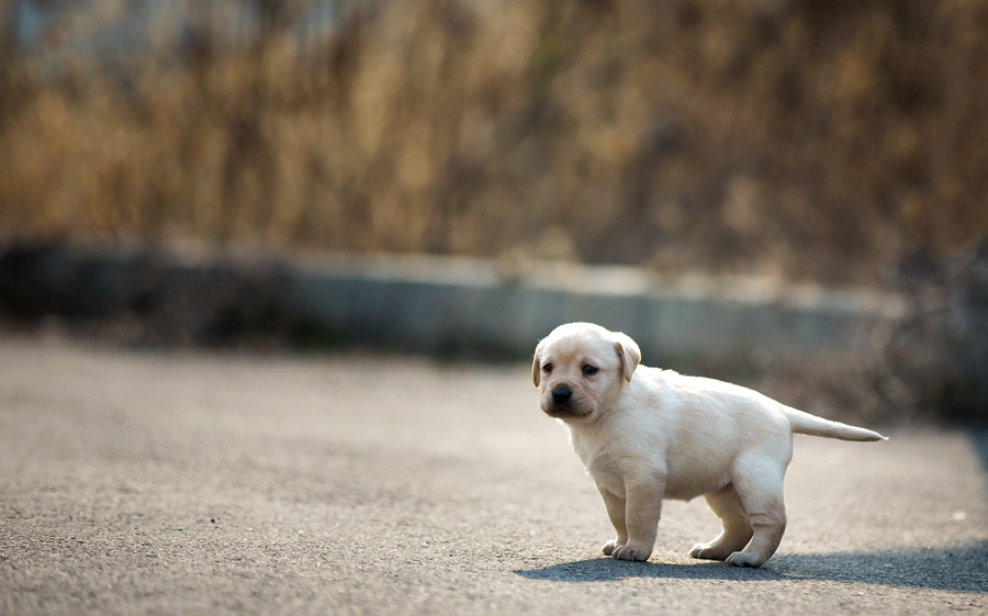 萌萌的小拉布拉多犬