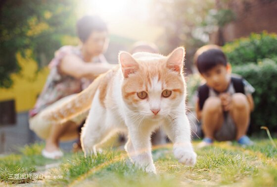 可愛幼崽貓咪圖片