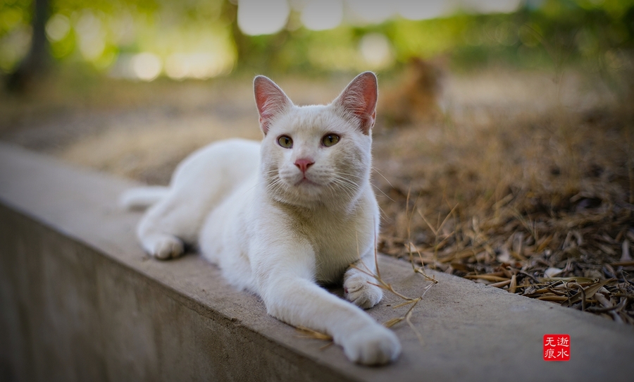 猫星人图片