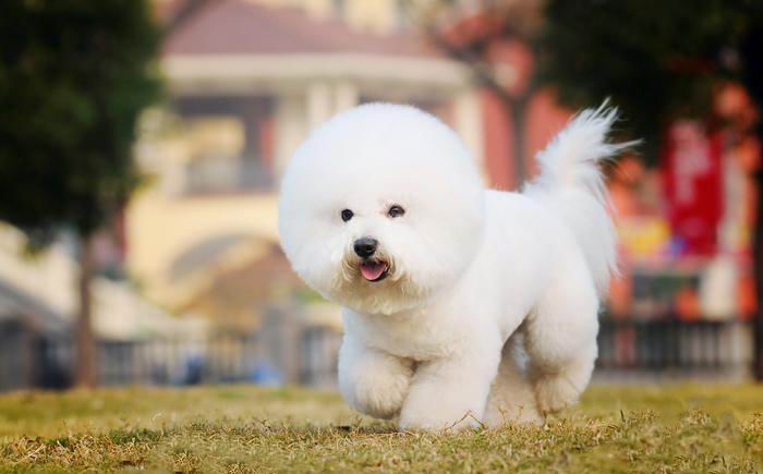 小比熊犬棉花糖图片