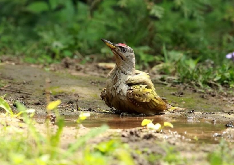 灰頭綠鳩圖片