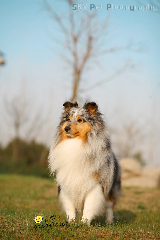 有七白的喜樂蒂犬圖組