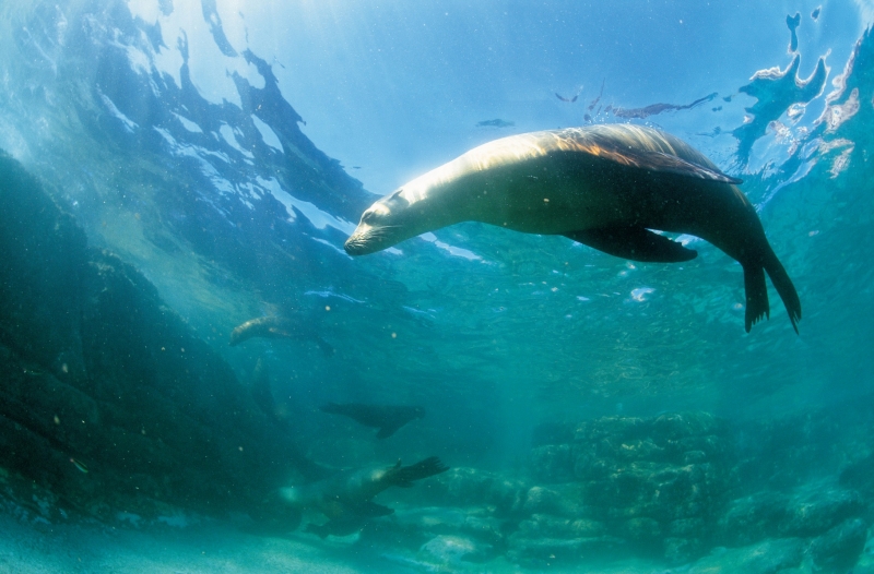 海洋鱼类生物特写图片