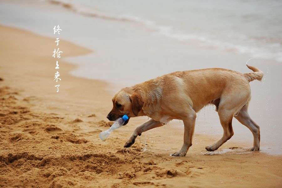 海边的狗狗