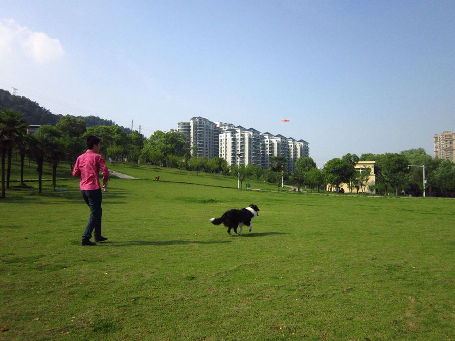 边境牧羊犬图片