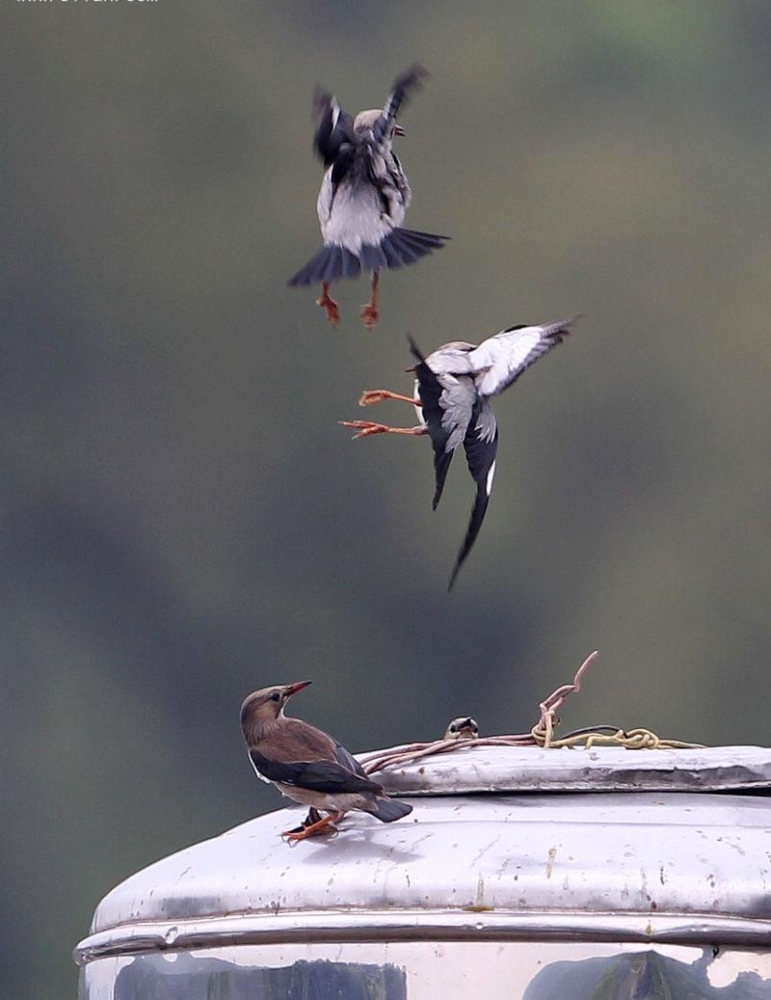 絲光椋鳥圖片