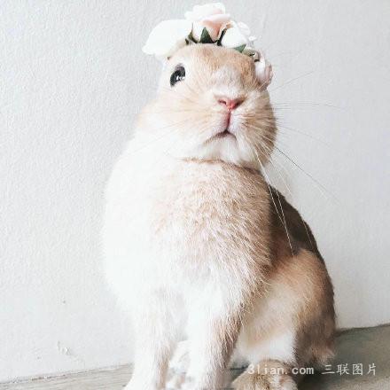 唯美可爱兔子图片