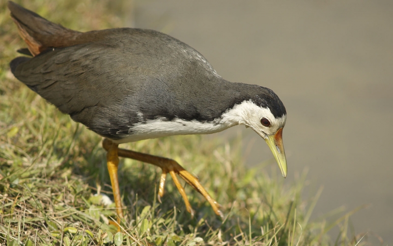 白胸苦惡鳥圖片