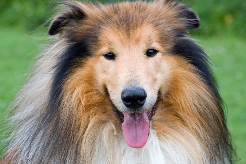 苏牧(苏格兰牧羊犬)图片