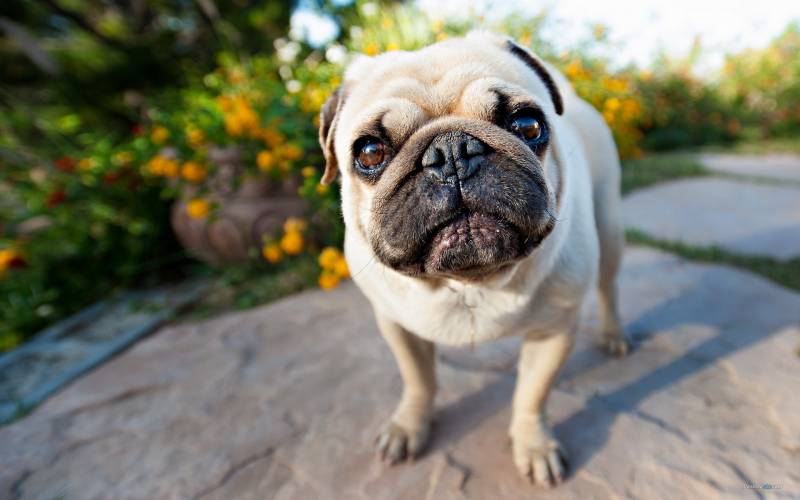 意氣高昂的斗牛犬高清圖片