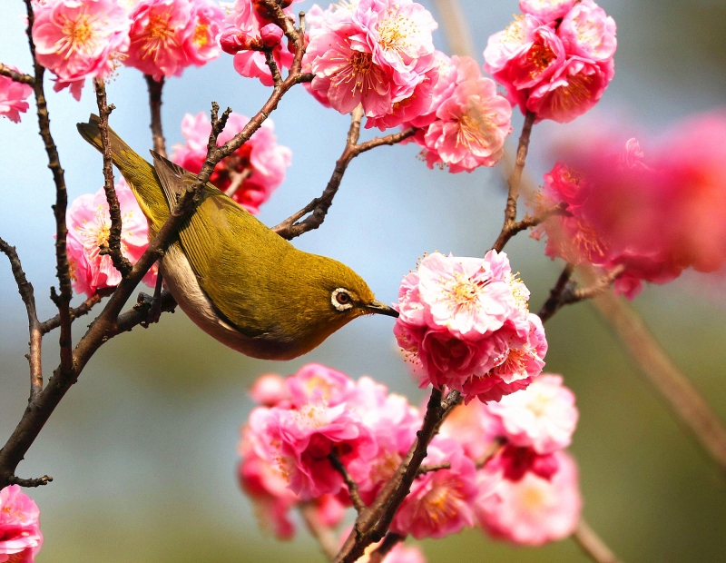 梅花樹枝上的繡眼鳥圖片