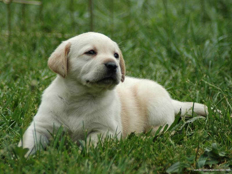 可愛萌寵拉布拉多幼犬壁紙