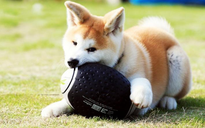 秋田犬可愛圖片