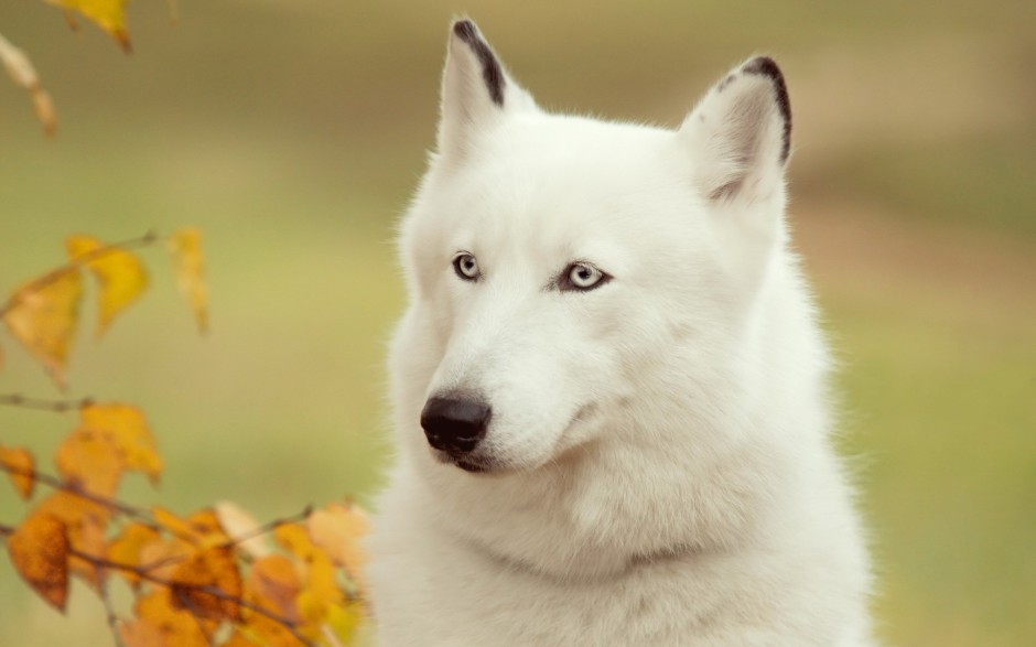 巨型阿拉斯加犬户外精美写真