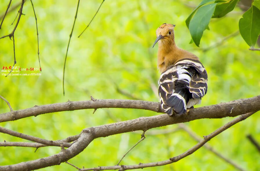 樹枝上的戴勝鳥