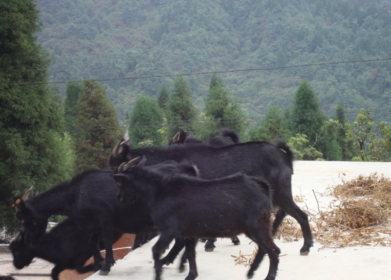 黑山羊图片