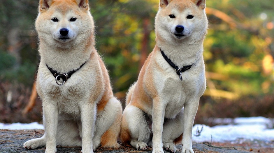 美系秋田犬呆萌表情图片