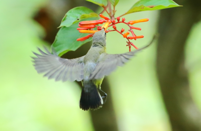 花蜜鳥圖片