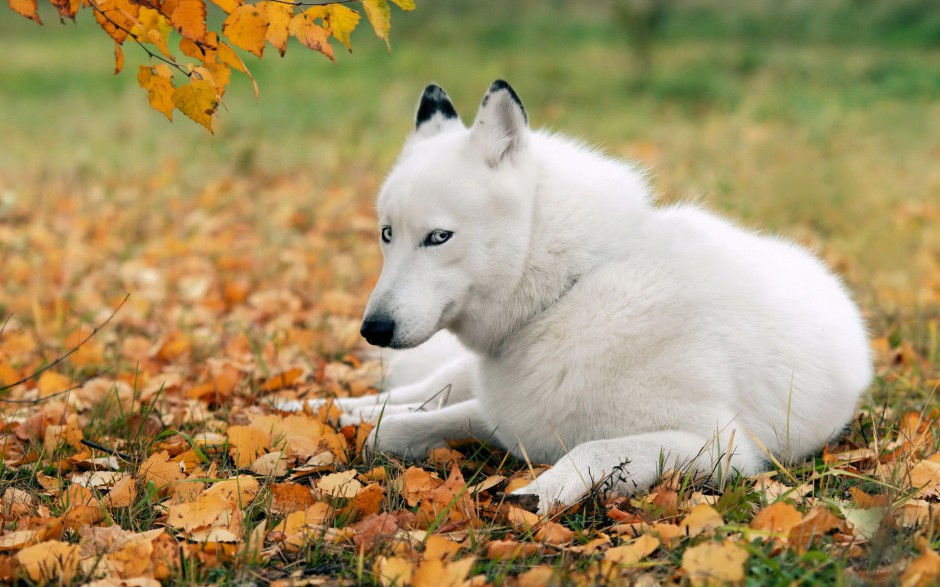 巨型阿拉斯加犬户外精美写真