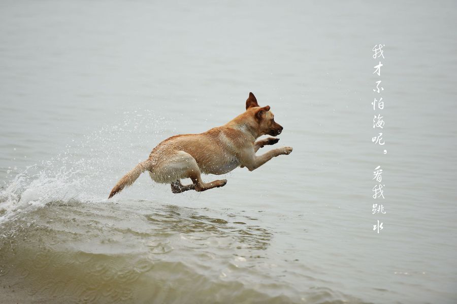 海边的狗狗