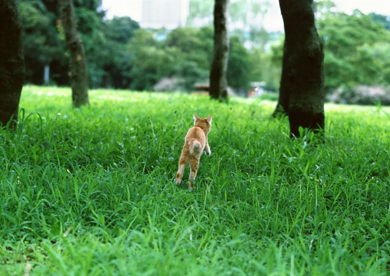 草地玩耍的猫咪图片