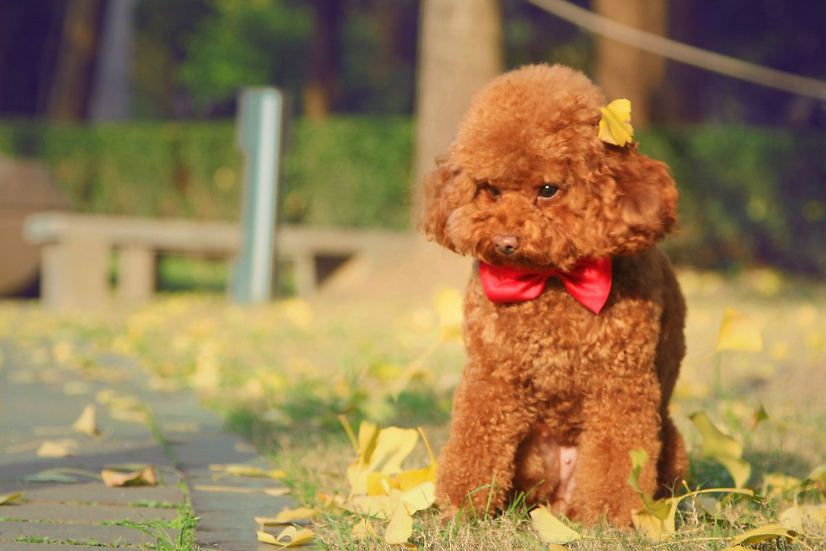 穿衣服的棕色泰迪犬