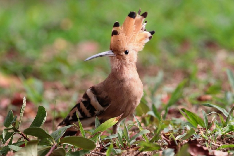 戴勝以色列國(guó)鳥圖片