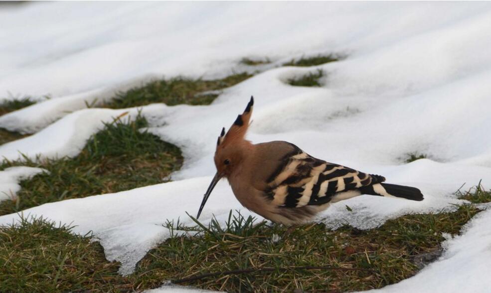 雪后覓食的戴勝鳥