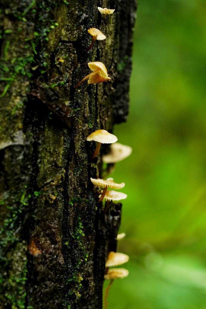 蒙蒙细雨中的，蘑菇与小虫