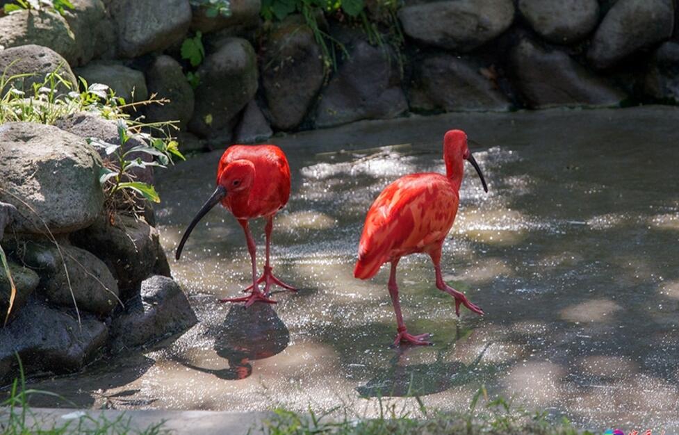 野生動(dòng)物園紅鹮