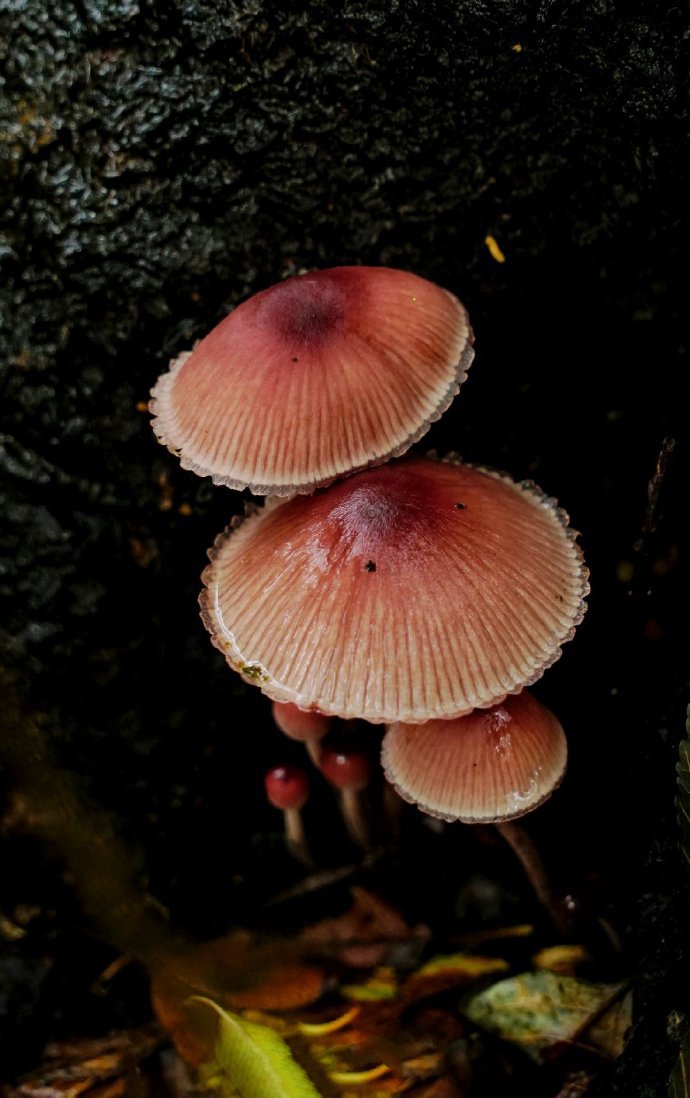 蒙蒙细雨中的，蘑菇与小虫