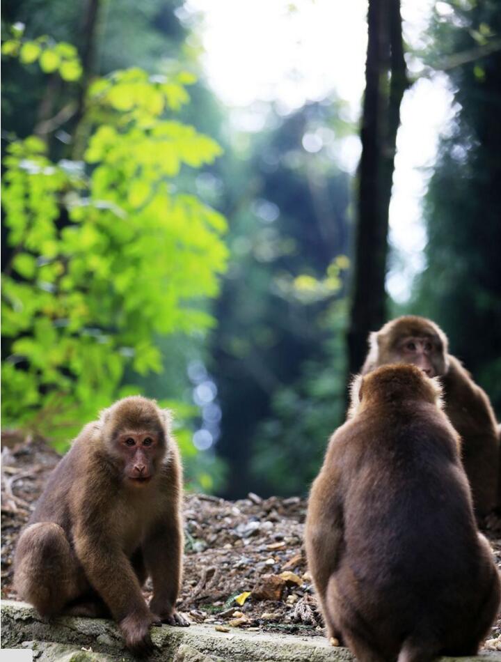 太陽灣的山猴